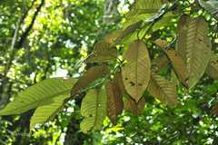 Myristica andamanica